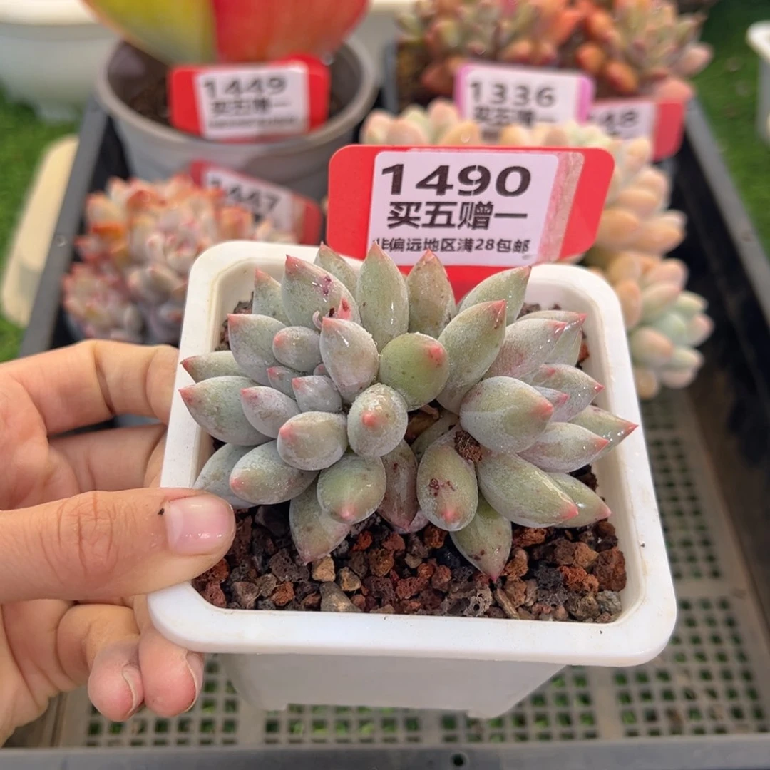 表妹精品多肉1490.