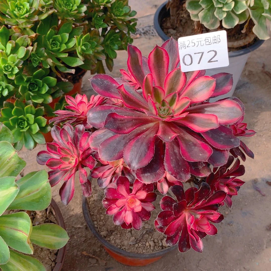 072香奈耳多肉植物