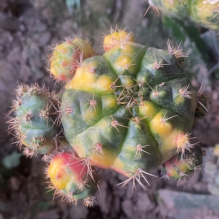 三角接散斑勇将锦群