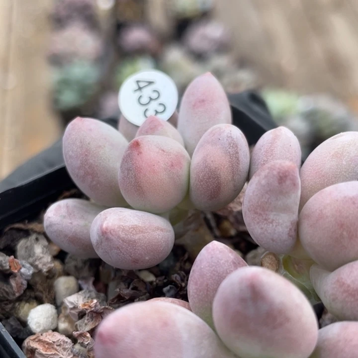 贵妃奶酪多肉植物