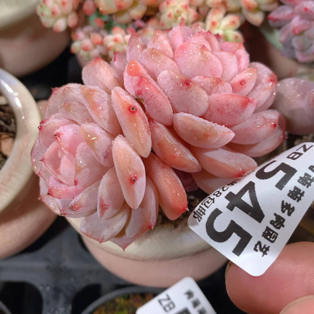 5CM拇指盆精控多肉ZB545