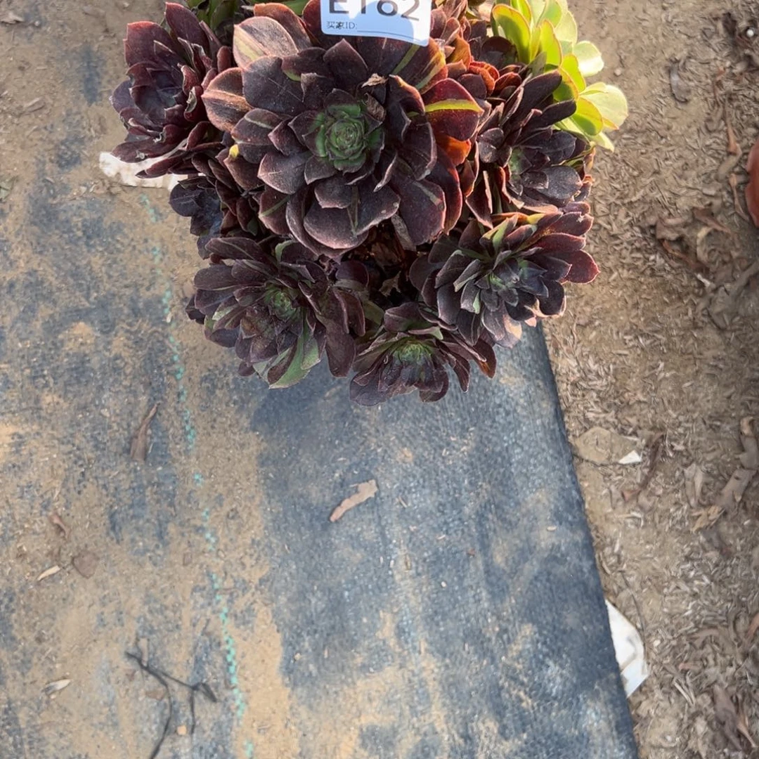 162墨染多肉植物法师多肉