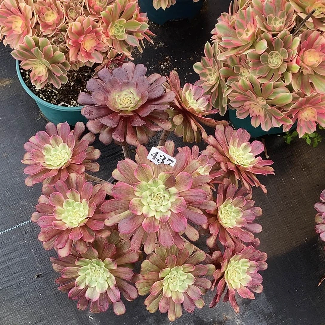 一***常437水墨画冠服35公分以上