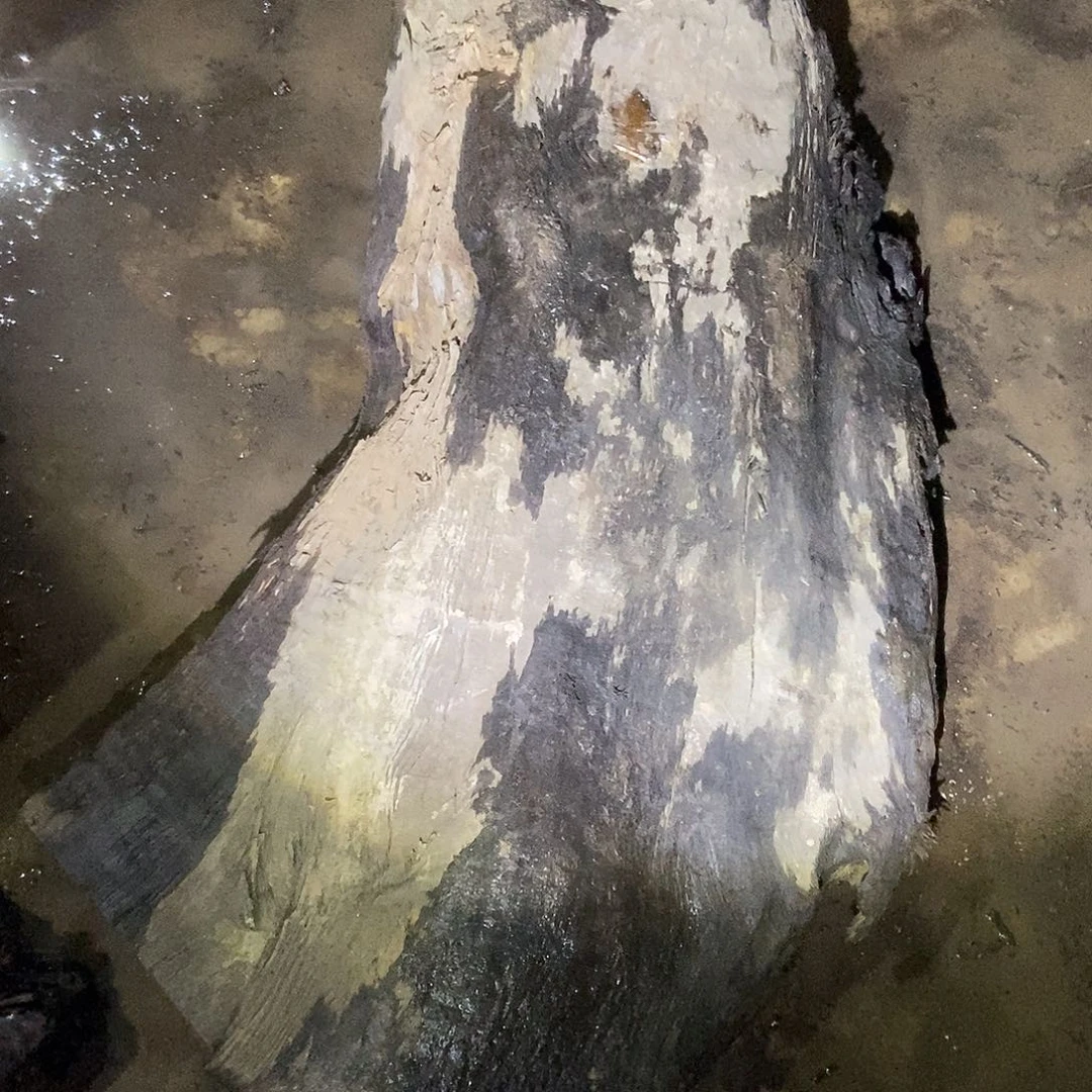 风***源阴沉木小叶桢楠毛料