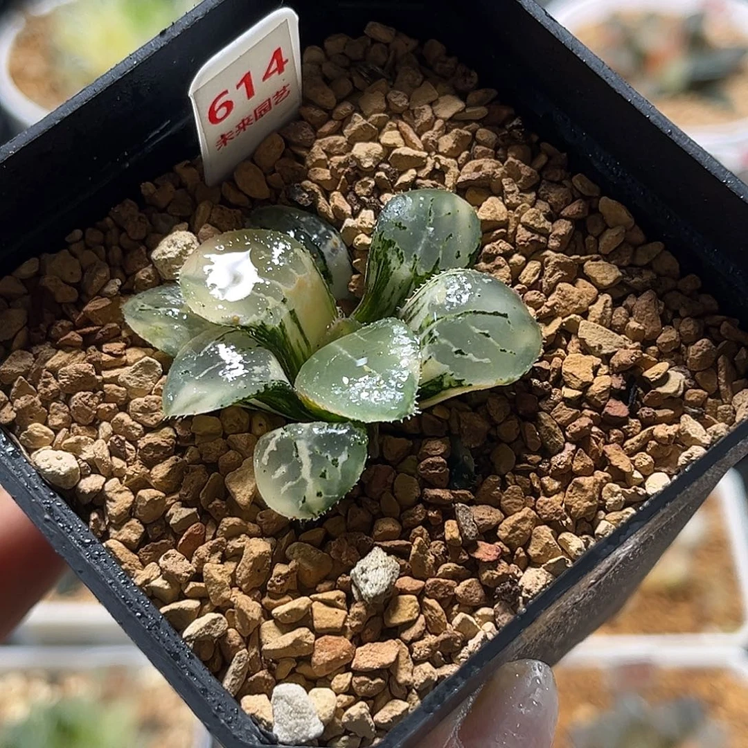 614池田玻璃克锦福利