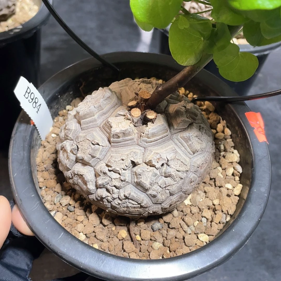 984号龟甲龙8.8公分