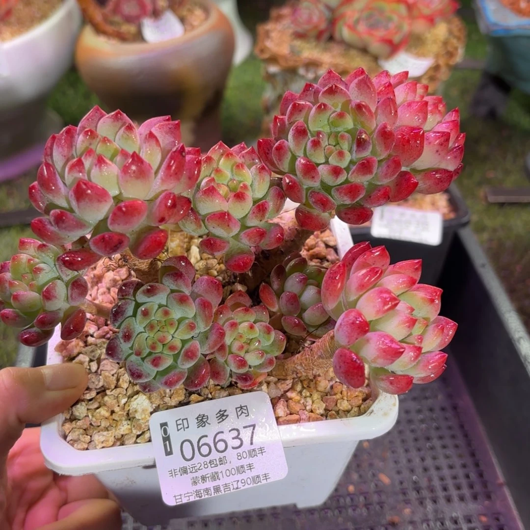 多肉植物6637fgh