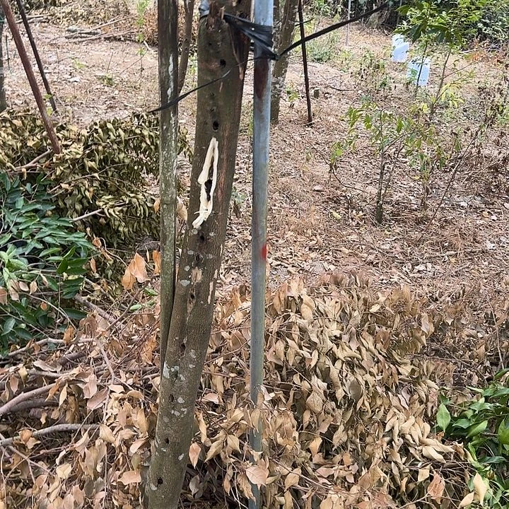 无花朵罗门黑棋品种