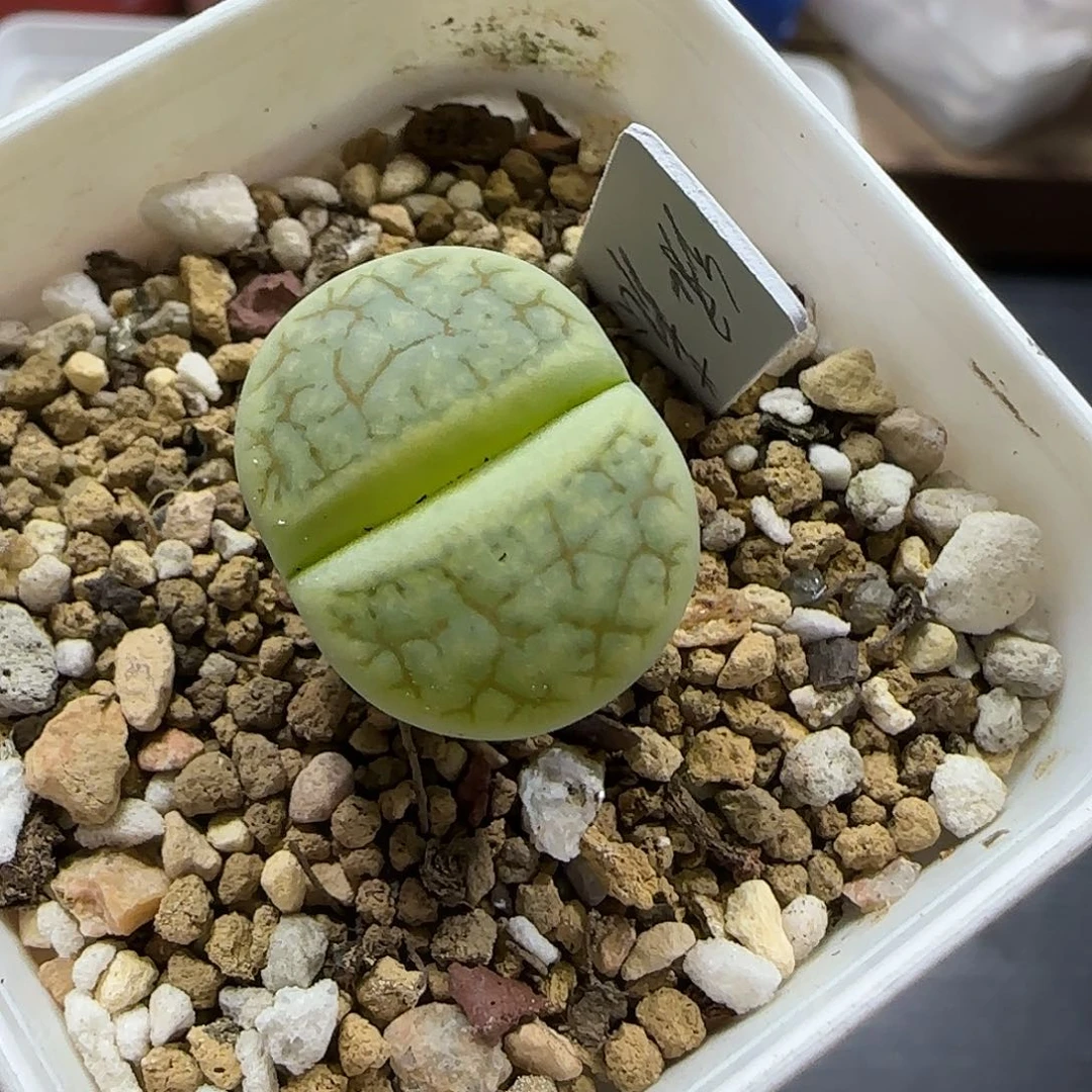 11.21。    绿荒。    2009