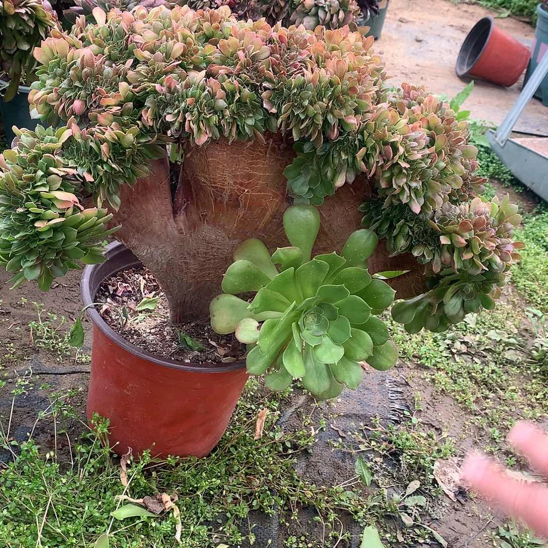 柠檬玫瑰缀化微瑕