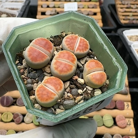 3567，冰橙组合全窗带盆