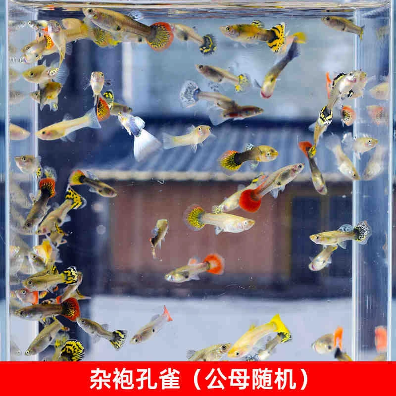 【观赏鱼】渔场直发热带鱼观赏杂袍孔雀鱼冰蓝孔雀鱼观赏鱼淡水鱼