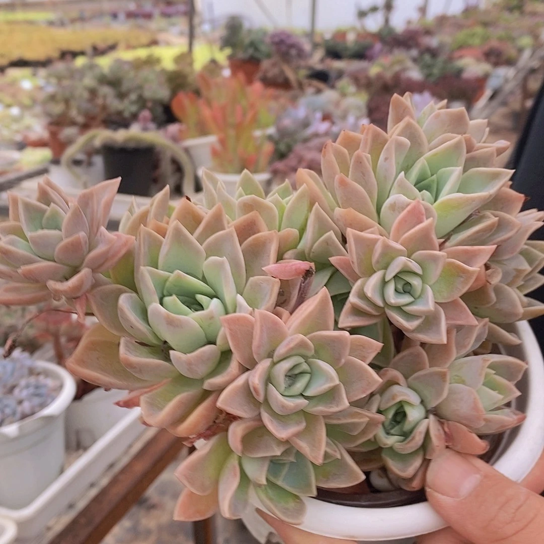 哈利沃森朵朵型两盆