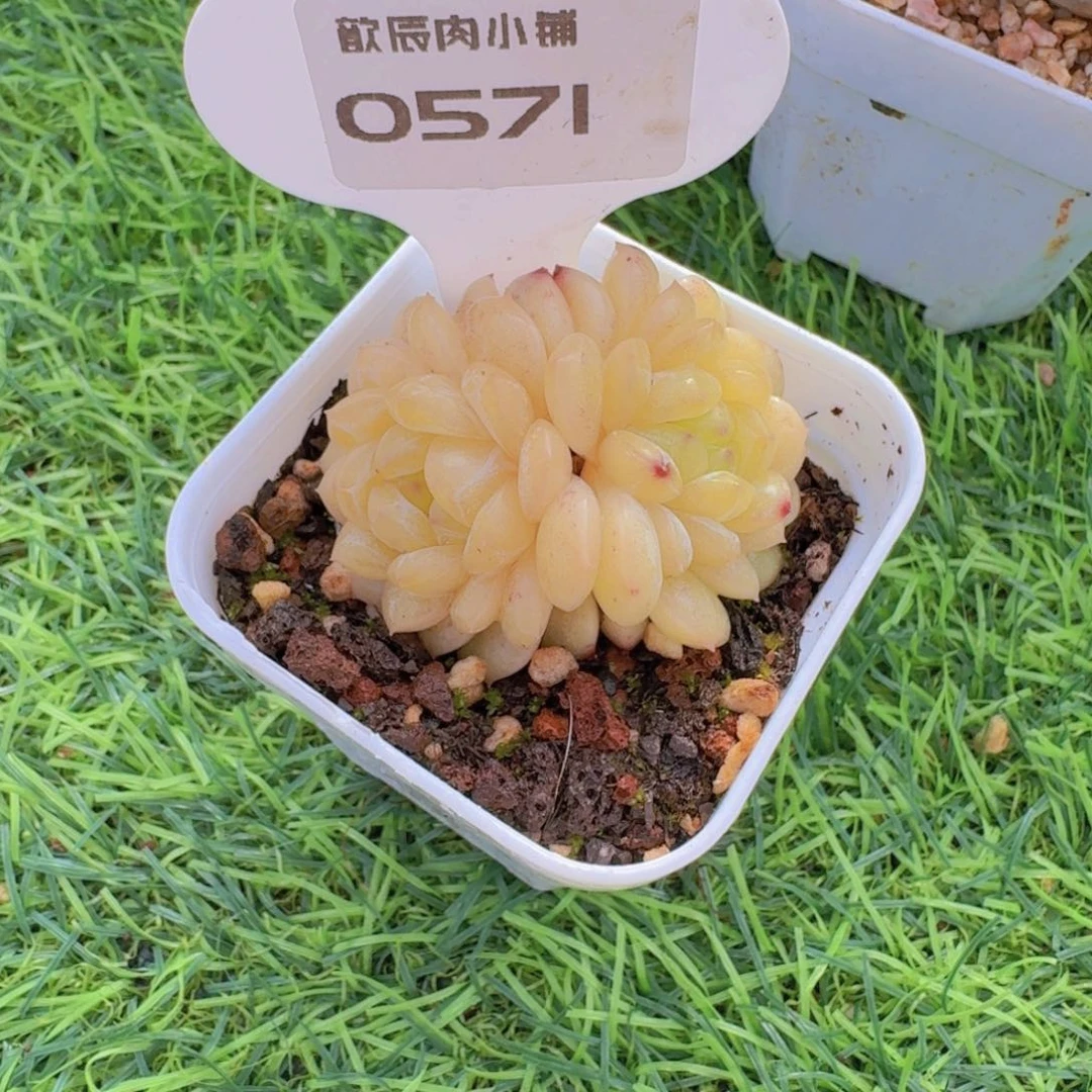 一***晚多肉植物杂交一颗0571