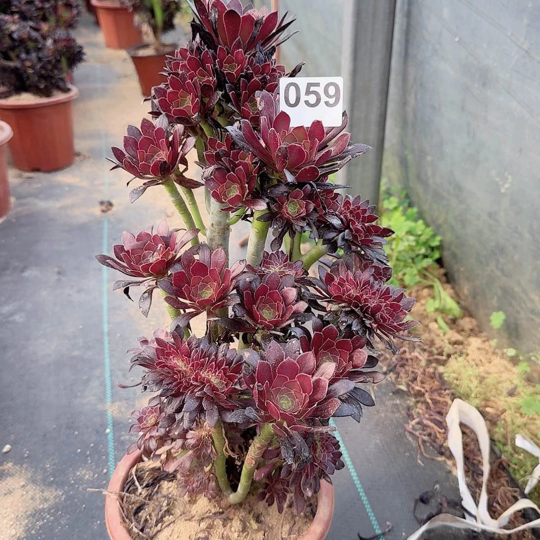 059黑法师一颗呀呀