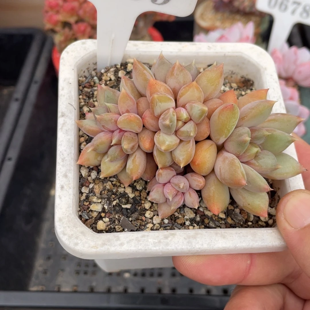 0509红象牙不带盆8厘米