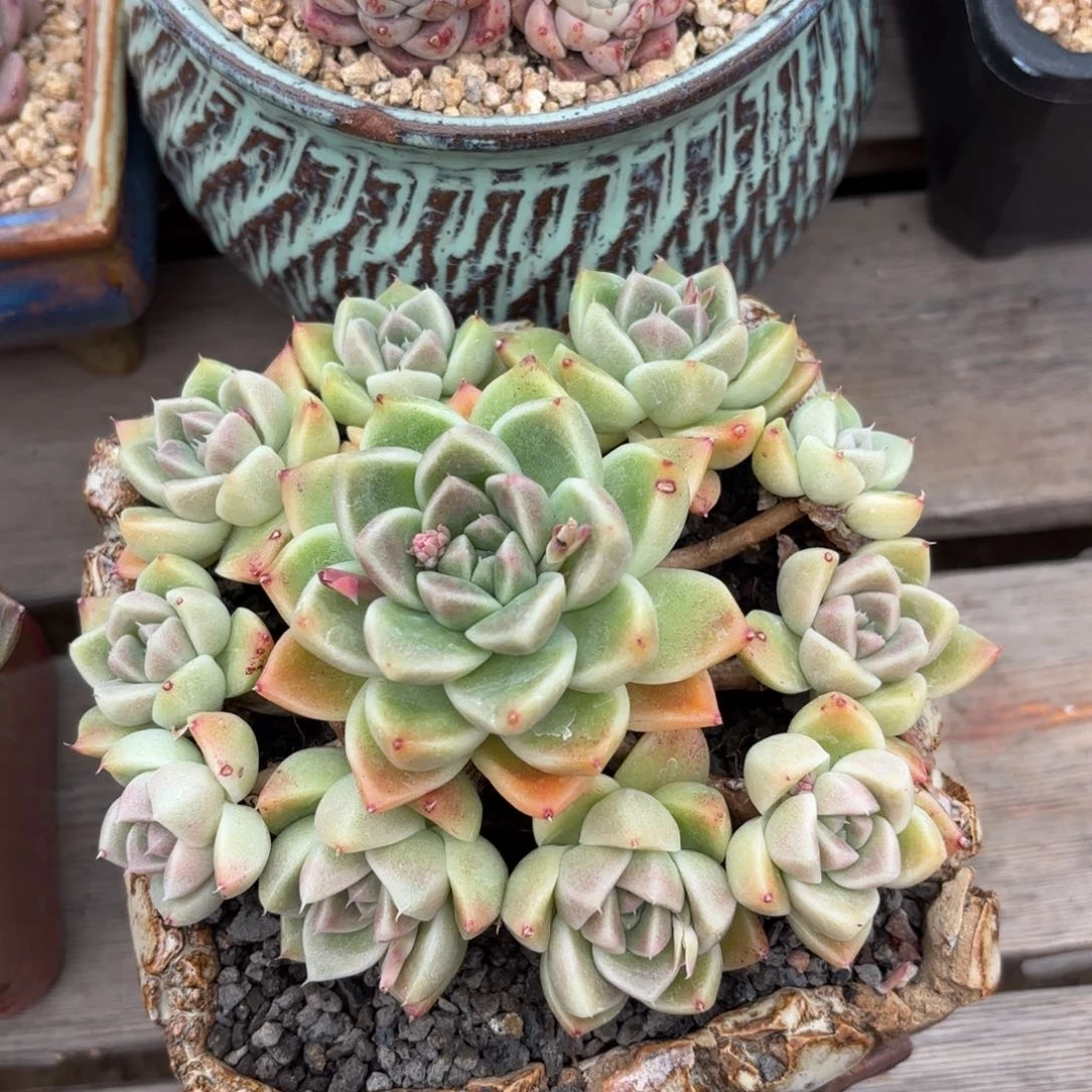 金111石111英111111111111111