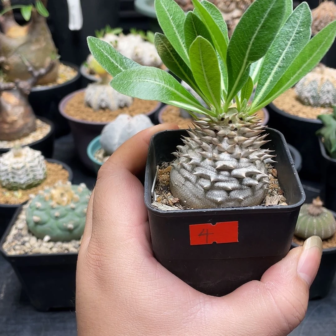 惠比大黑带盆包邮