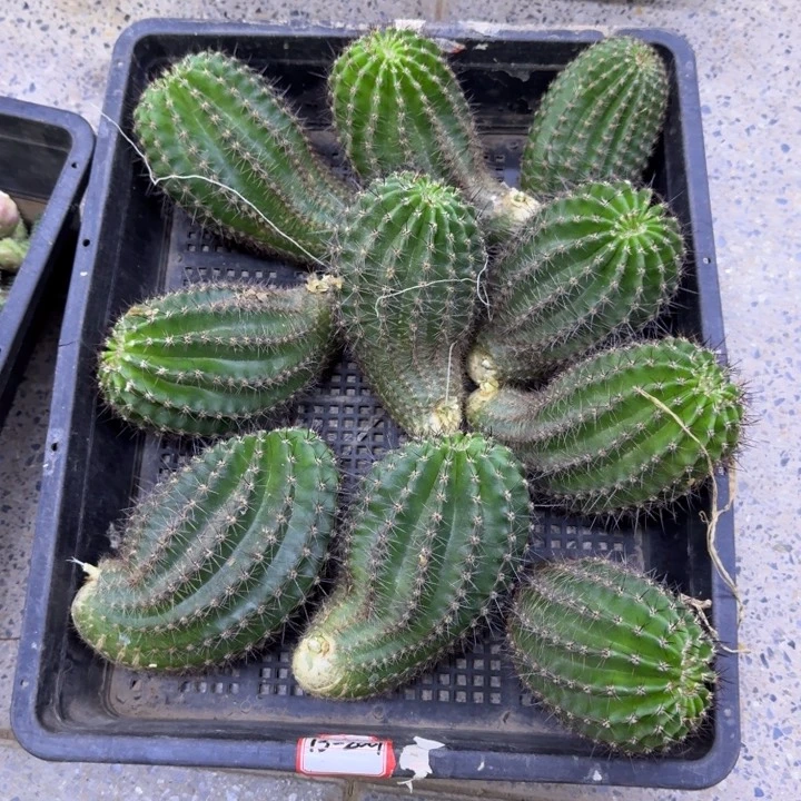 361彩草13.2001歪无根侧牙6公分左右，20包邮