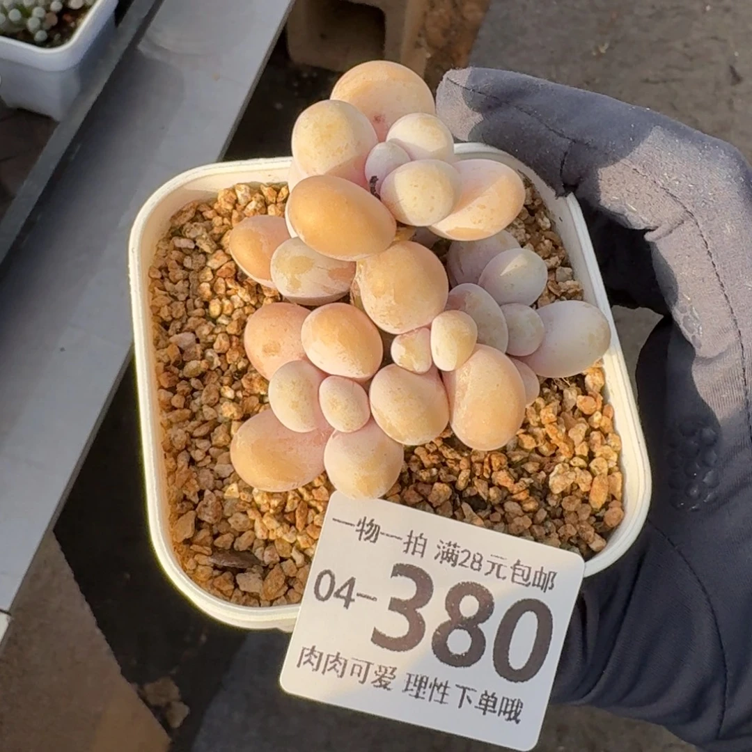 蛋黄奶无盆无发货