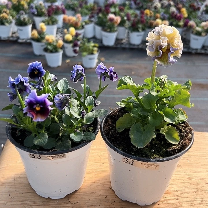 水晶抖音直播闪拍33