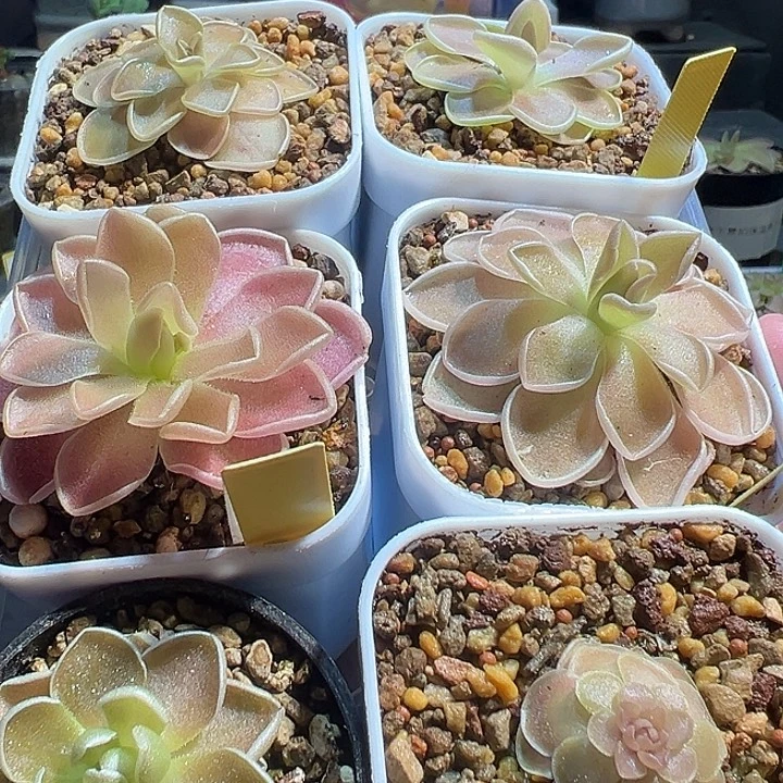 i***无花朵捕虫堇脱土发6颗88138