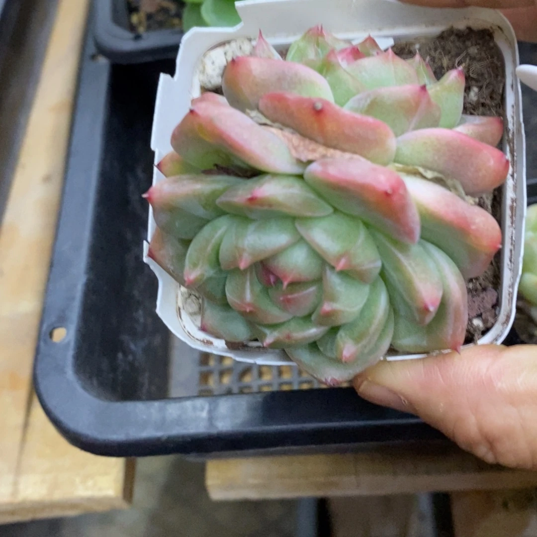 精品多肉一物一拍不包整437