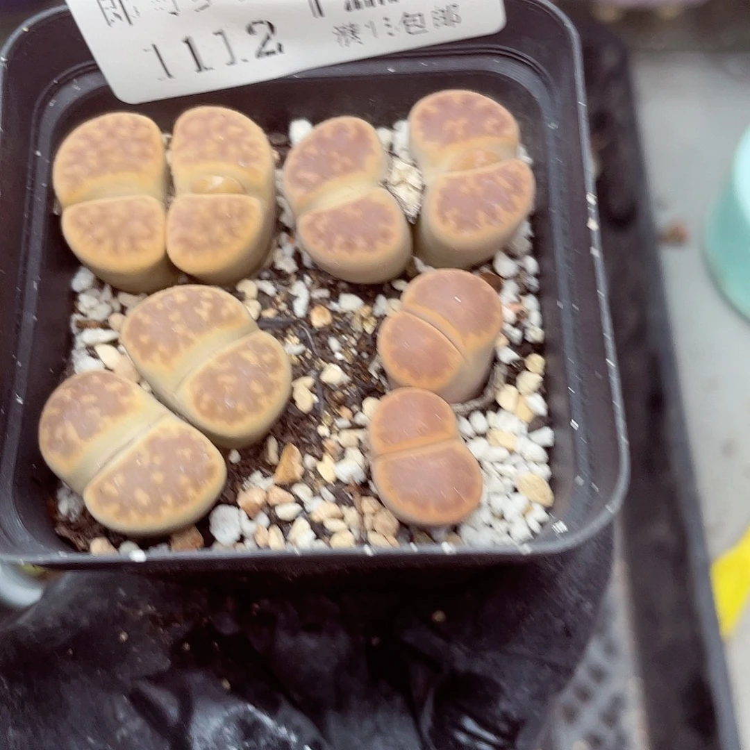 生石花满18包邮1112-127