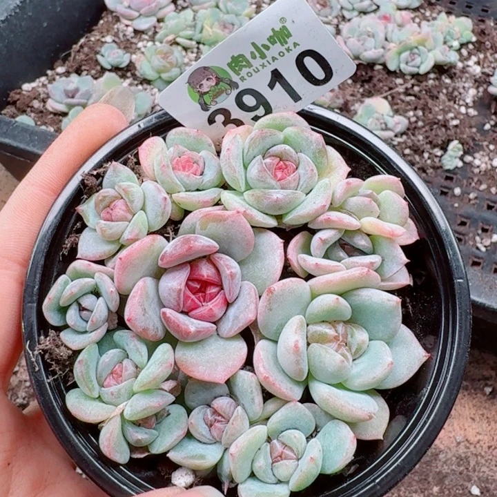 多肉植物多肉植物