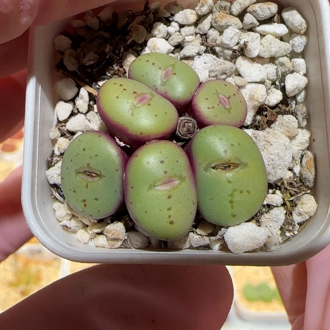 肉锥多肉植物百科-1349