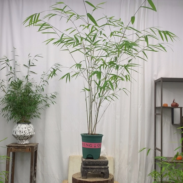 竹子竹子内门竹基地盆