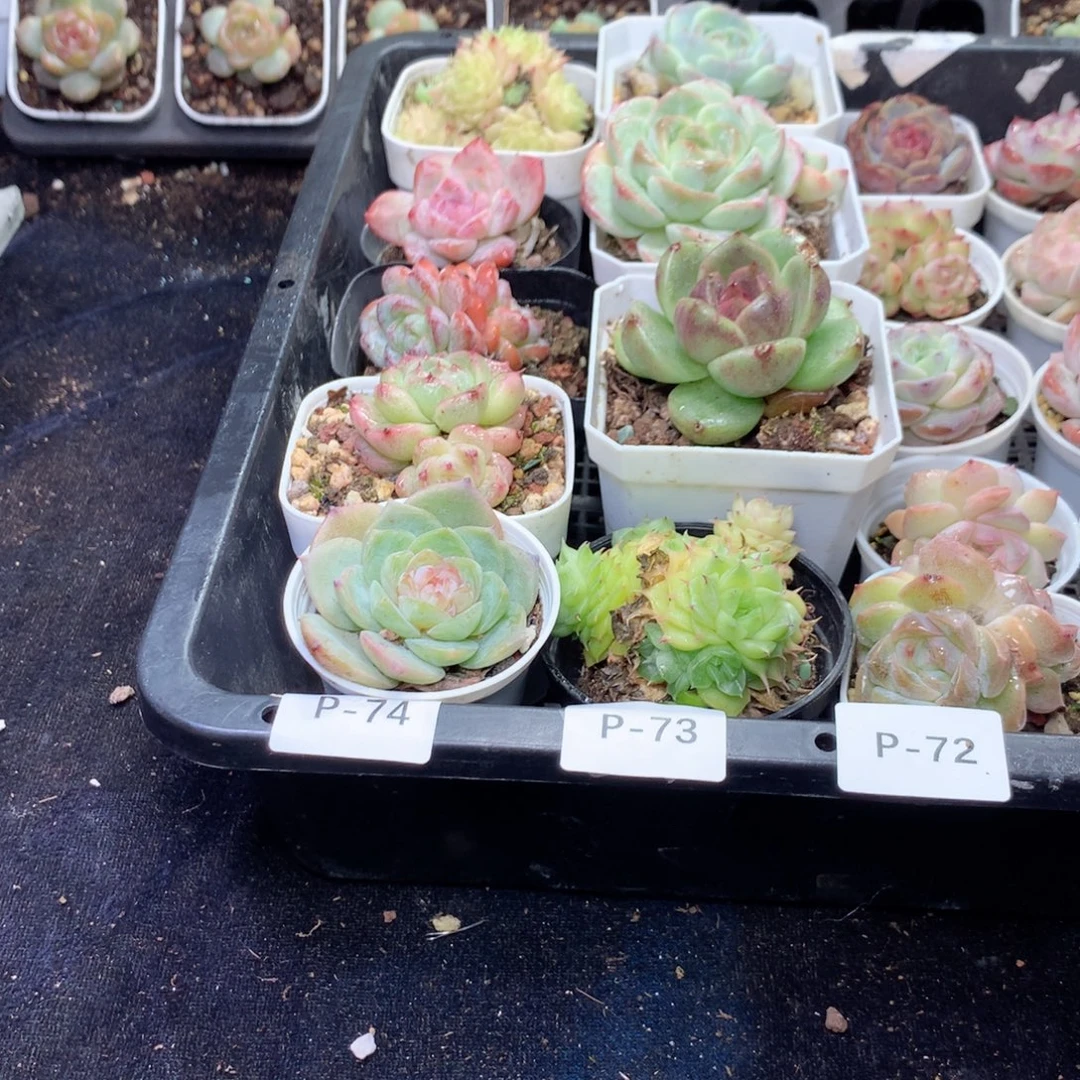 无花朵P74一英语英语