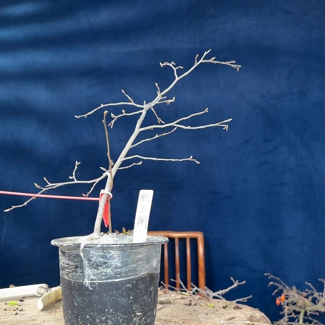 红王潮哈哈哈哈哈哈哈哈哈哈哈