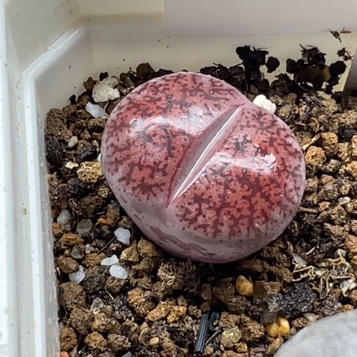 647酒红灵耀母本lll