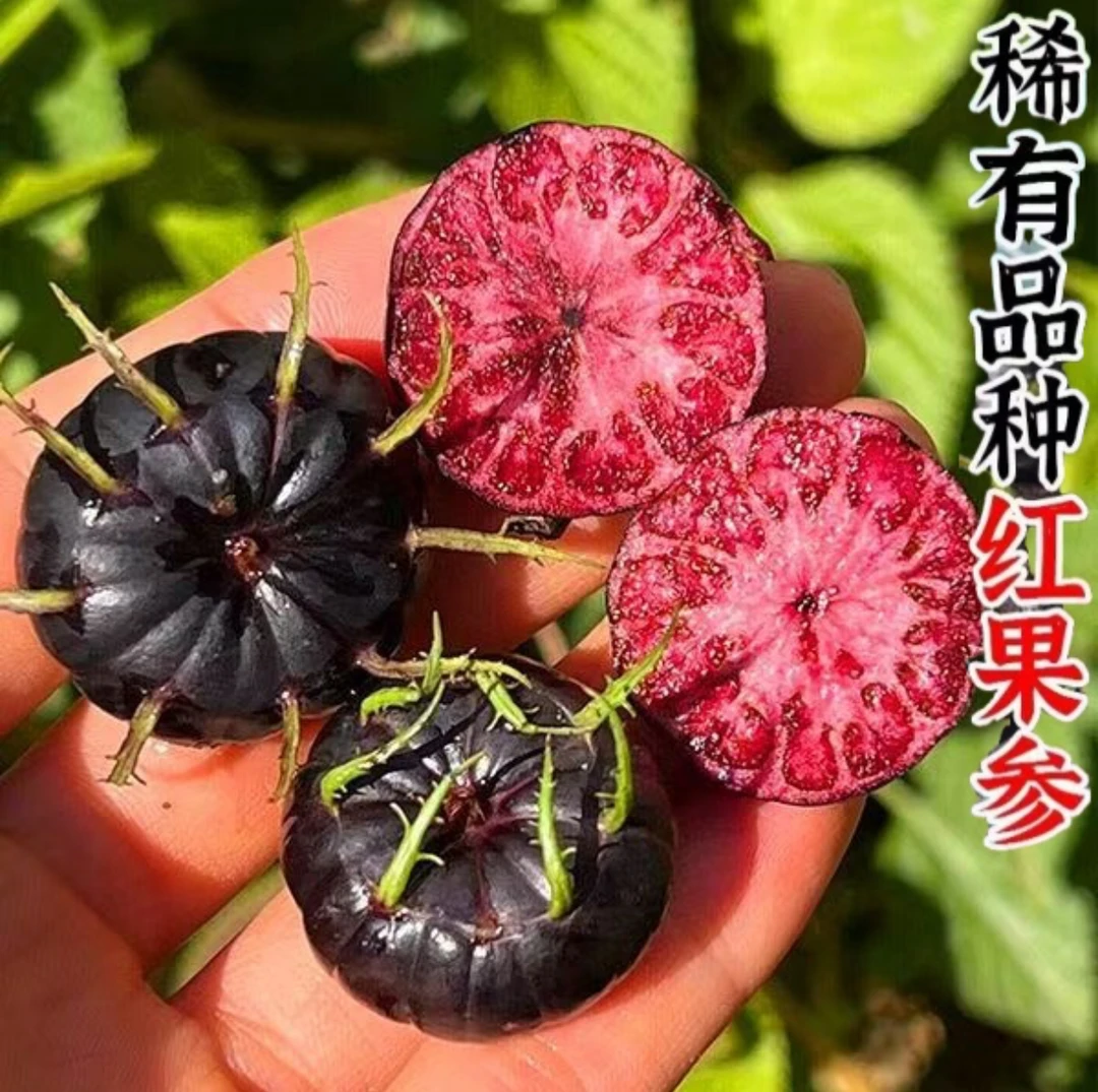 【正宗云南红果参】新鲜现摘鲜果 汁多味美 产地直发 坏果包赔