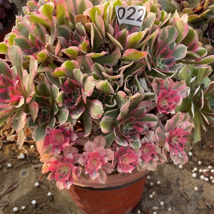 无花朵022多肉植物男神