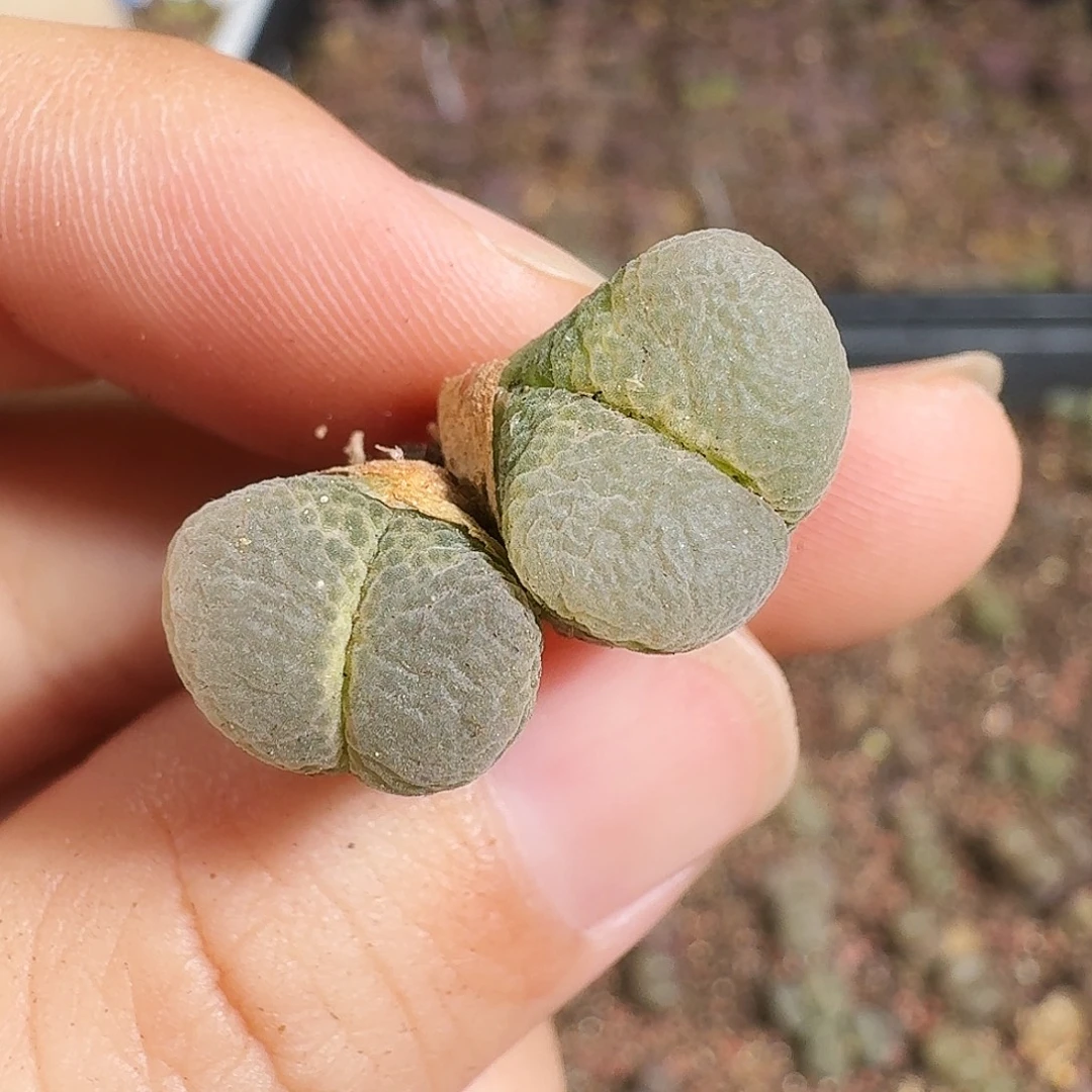 多肉植物福利风铃276