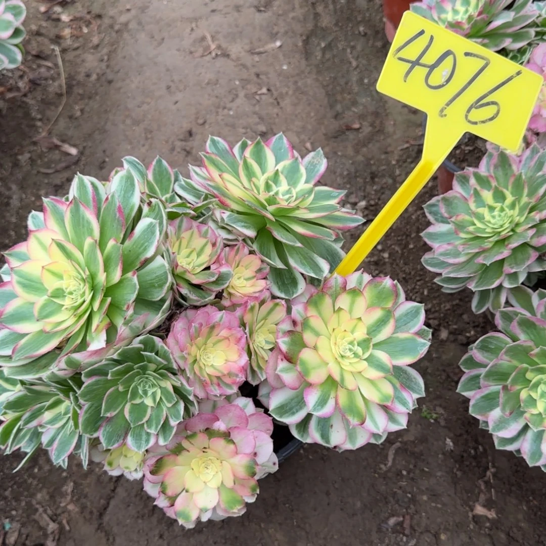 眉***姐4076+-海王多肉植物