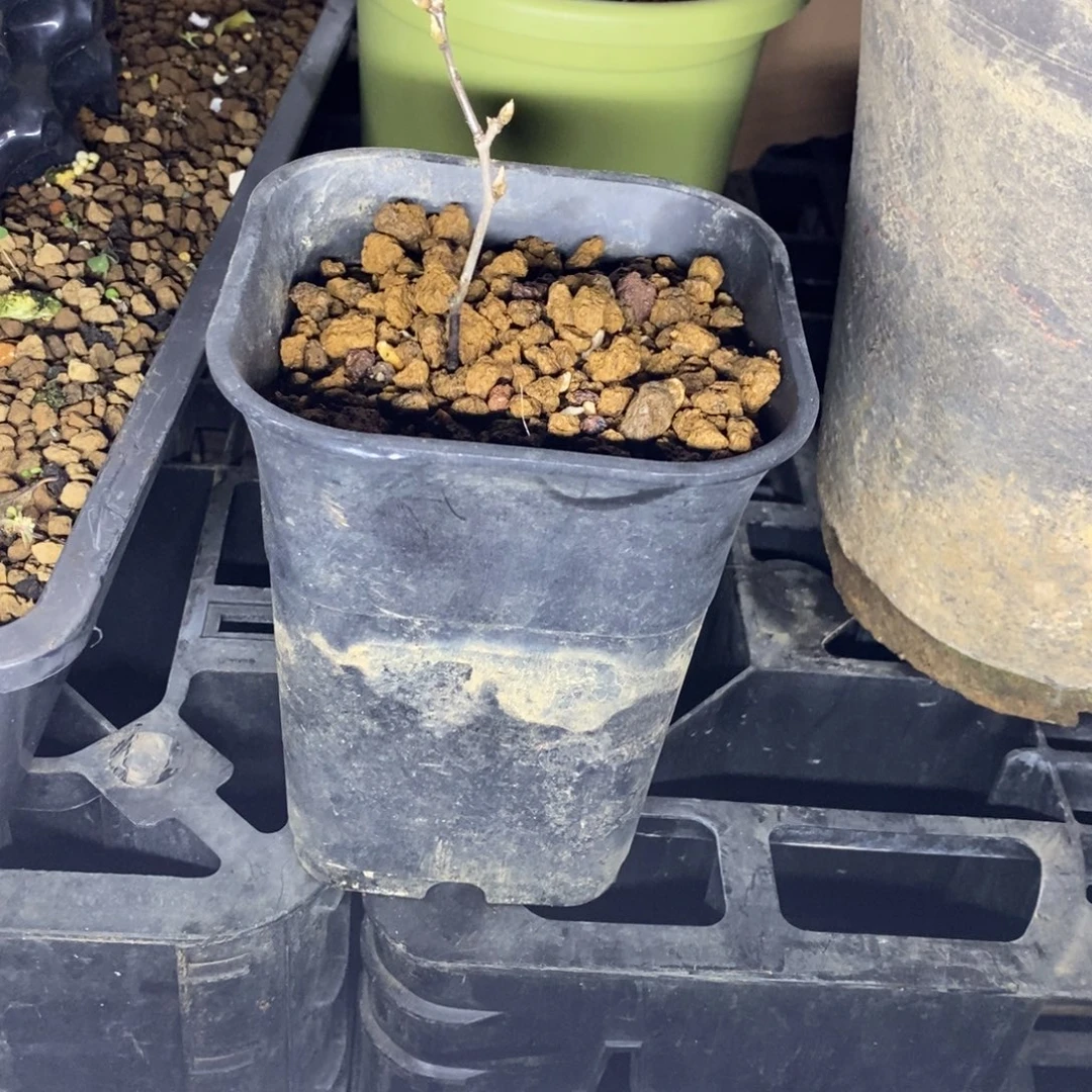 寿星原生扦插苗一棵包邮