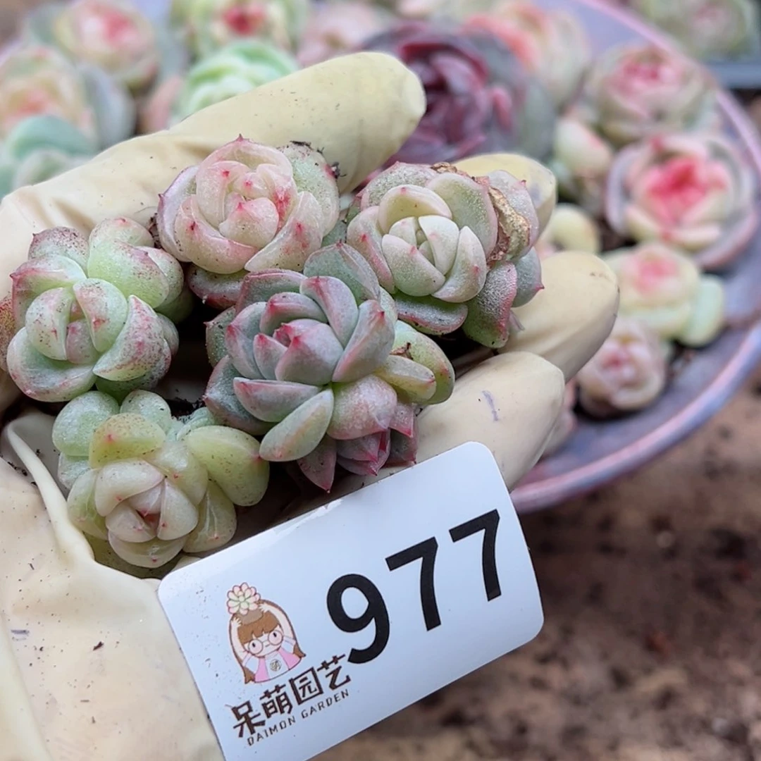 多肉植物多肉植物