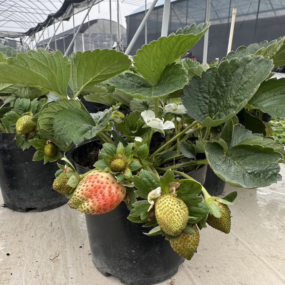 草莓盆栽原盆原土带花发货，基地直发阳台庭院种植