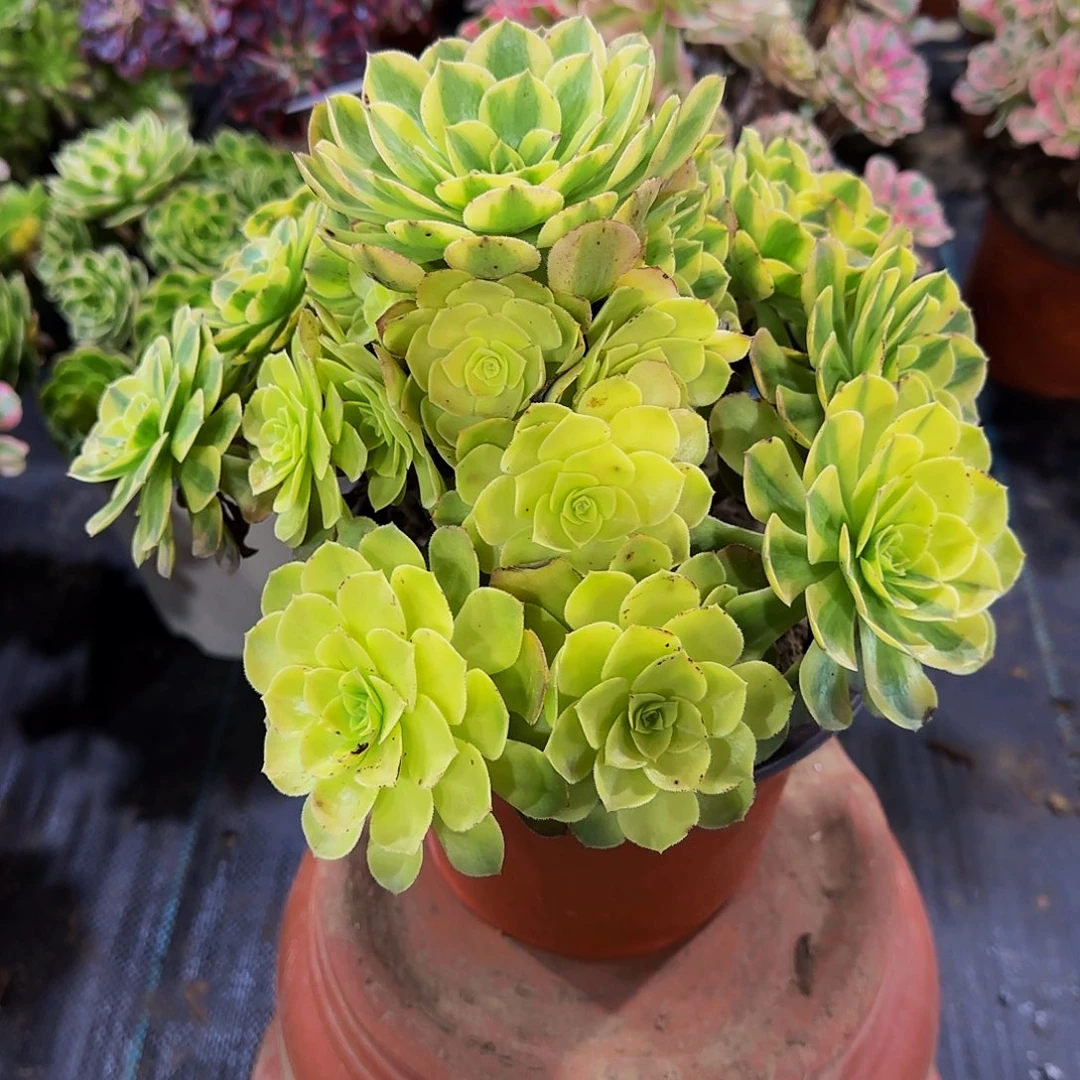 老庄雨荷轮回法师35.8