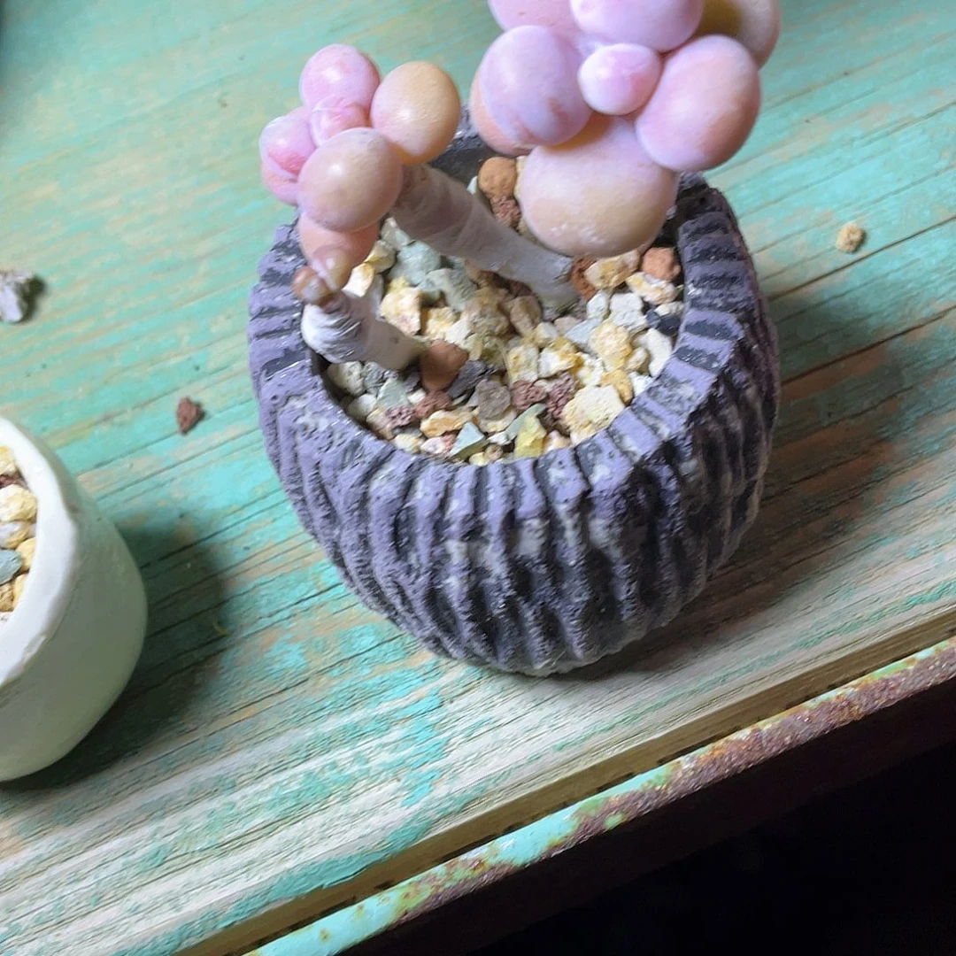 篱***喵多肉植物的生长发育和生长