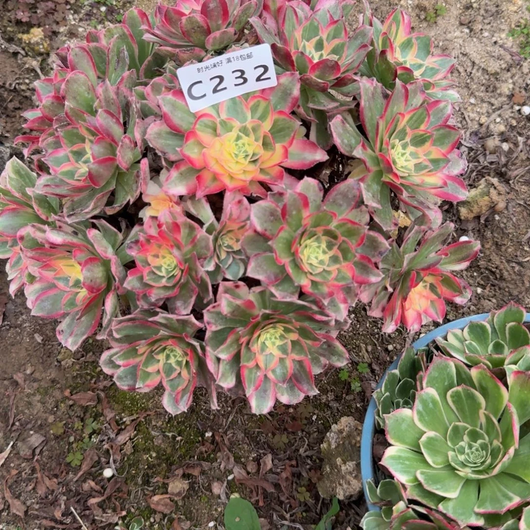 232玉芙蓉 多肉植物