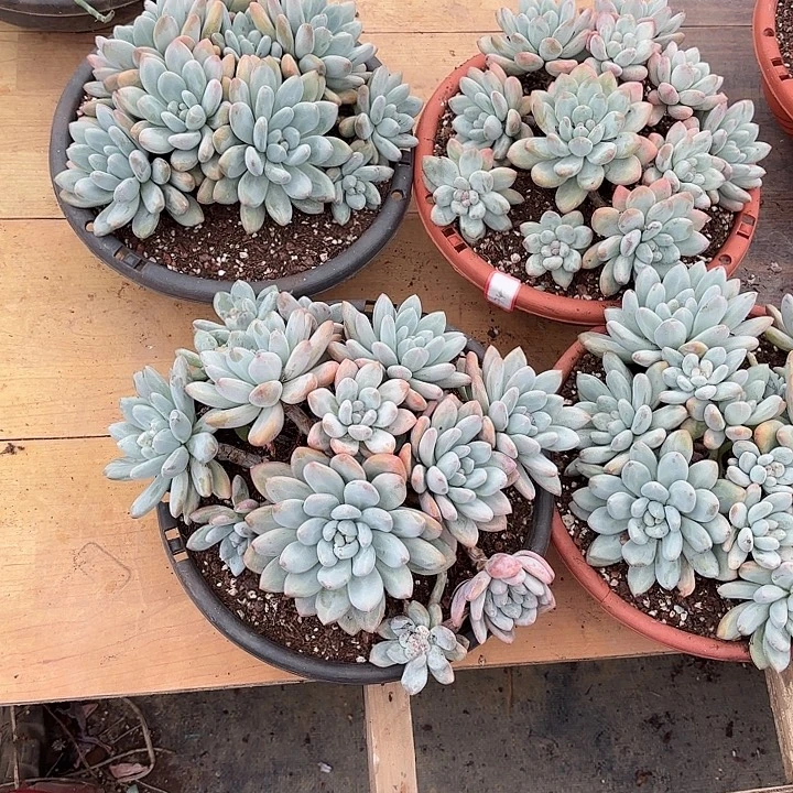 香水群生整装老桩多肉