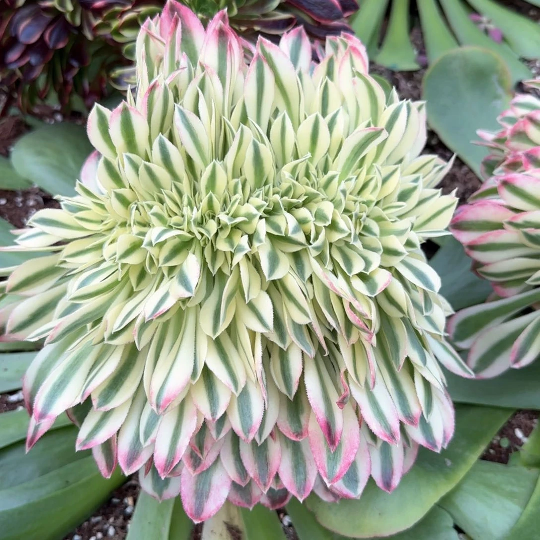 y****?粉水晶缀化多肉植物77