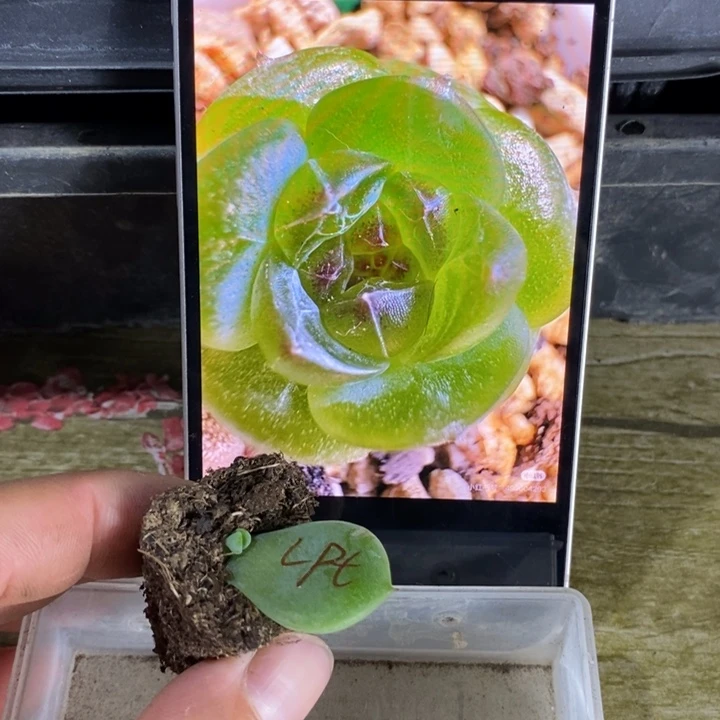 穴盘绿菩提芽苗一个