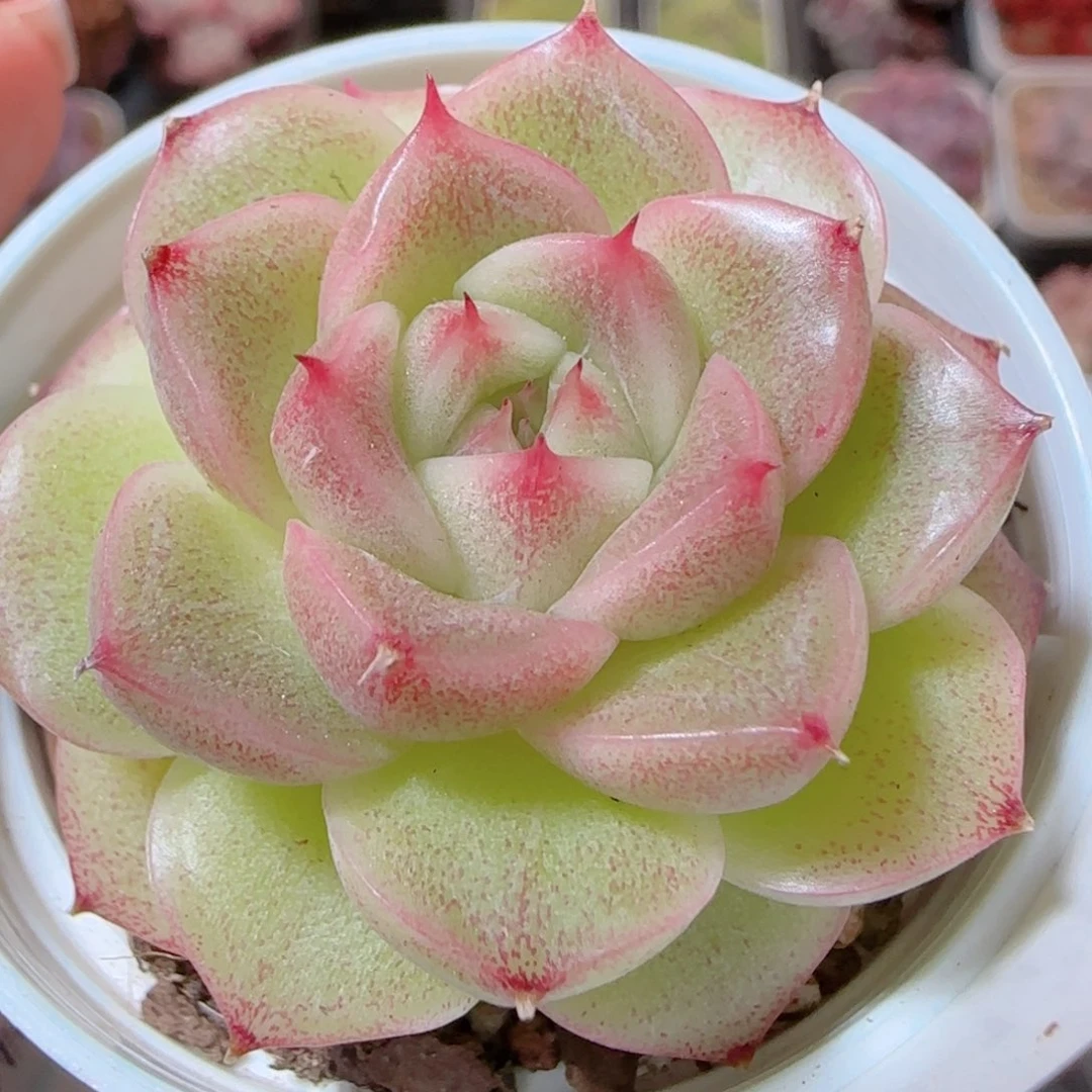 花语多肉1205-228麦秆