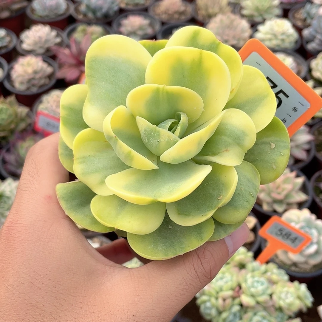 鸡蛋碧桃锦75号多肉