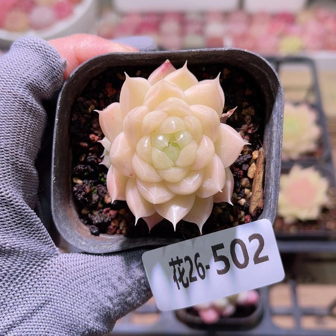 花26-502麦秆带仔